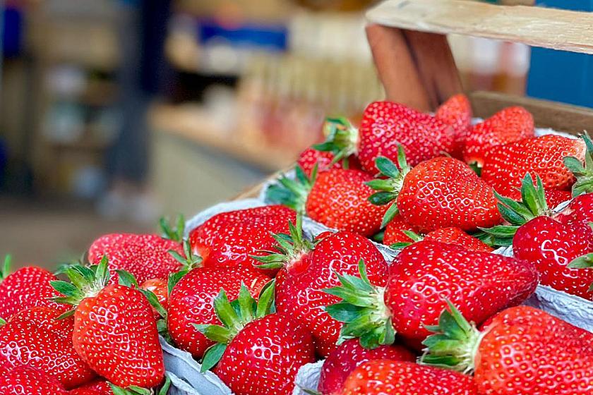 Frische Erdbeeren vom Erdbeerenfeld | Spargel & Erdbeeren Gänger