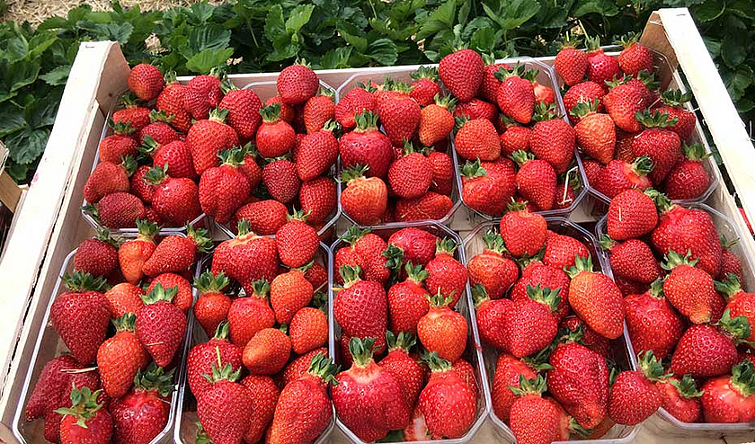 Spargel & Erdbeeren Gänger
